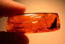 Large Crane Fly Menagerie in Dominican Amber Fossil RARE Stalactite Piece picture