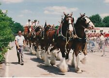 Budweiser Clydesdale horse postcard picture