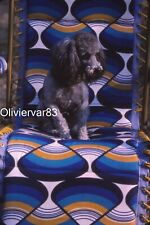 6 Vintage photo slides  - Grey poodle dog on camping chair picture