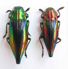 Cyphogastra calepyga and javanica (Buprestidae) picture