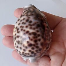 Cypraea Tigris Dark Heavy Callous Large 82.55mm Shell 89g  picture