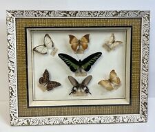 Real 7 Butterfly Collection From Asia In Framed Display W/ Glass Various Rare picture