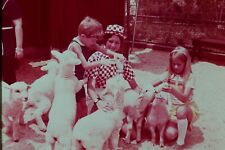 c1970s Six Flags~Petting Zoo~Baby Sheep~VTG Dexter 35mm Slide picture