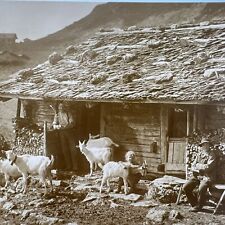 Vintage 1915 Swiss Alps Photo Postcard Goats / Owners on a Hillside Sepia picture