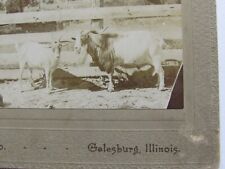 1900'S CABINET PHOTO CARD BLUE'S STUDIO GALESBURG IL 2 GOATS picture
