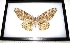 Thysania agrippina REAL FRAMED WHITE WITCH MOTH PERU picture