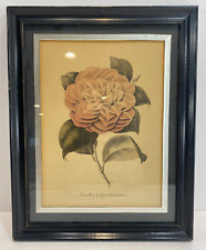 Vintage Antique Framed Camellias Fulgens Plenissima picture
