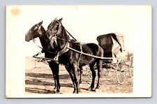 RPPC Two Men in Suits Two Horse Covered Buggy Carriage Coach Real Photo Postcard picture