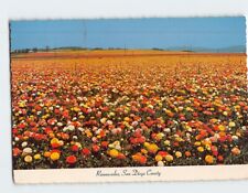 Postcard Ranunculus California USA picture