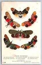 Postcard Exotic Homoptera Butterflies British Museum Sedgwick C35 picture