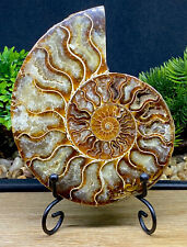 Large 115g, 416 Million Year Old Ammonite Madagascan Crystal Fossil+Metal Stand picture