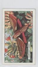 1938 Gallaher Butterflies and Moths Tobacco Elephant Hawk #42 a8x picture