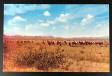 Texas Longhorns Postcard Vintage White Face Cattle Largest Cattle Ranch in World picture