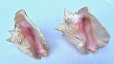 SET OF TWO LARGE GORGEOUS AUTHENTIC CONCH SHELLS SEA SHELLS LOOK WOW picture