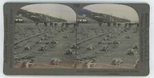 c1900's Real Photo Stereoview Spreading Codfish to Dry Battle Harbor, Labrador picture
