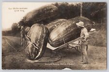 Postcard RPPC Exaggeration Huge Watermelons In Tow By Farmer Horse Cart Antique picture