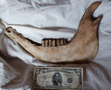 Antique Tribal Ceremonial Native Indian Tanka/Buffalo Jaw & Teeth UNFINISHED picture