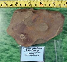 Hydnoceras bathense – Rare – Glass Sponge- Science Olympiad picture