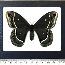 Eupackardia calleta FEMALE black saturn moth Arizona USA FRAMED picture