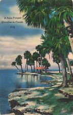 Clearwater Florida, Palm Fringed Shoreline Beach, Vintage Postcard picture
