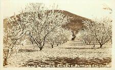 1930s RPPC Postcard; Young Almond Orchard, Banning CA Riverside Co. Agriculture picture
