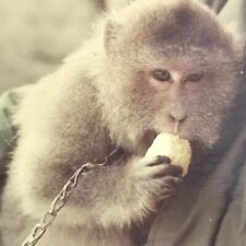 Vintage 1968 Color Photo Balinese Long Tailed Monkey Eating Banana Collar Chain picture