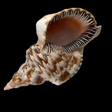 Large 10'' Pacific TRITON SHELL Seashell Perfect picture