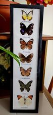 7 REAL  MOUNTED BUTTERFLIES  IN ACRYLIC  FRAME WOOD SIZE 21