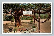 San Gabriel California The Famous Old Grape Vine Postcard picture