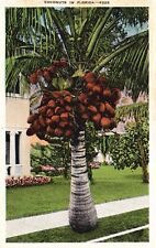 Postcard FL Coconuts in Florida Linen Unposted Antique Vintage PC J4950 picture