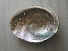 Beautiful Large Vintage Abalone Shell 8