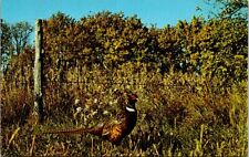 Midwest Pheasant Most Popular Game Birds Hunting Vintage Postcard picture