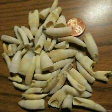 WHOLESALE LOT OF 25 ALLIGATOR GATOR TEETH FLORIDA AMERICAN bone real authentic picture