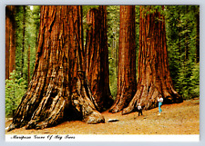Vintage Postcard Mariposa Grove Big Trees Yellowstone National Park California picture