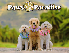 2025 CALENDAR - PAWS IN PARADISE picture