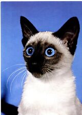 Postcard Siam-Sealpoint Cat picture