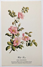 Wild Rose Botanical Water Color by KATHLEEN CASSEL Vintage Postcard c1940s picture