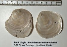 Rock Jingle. Pododesmus Machrochisma Collected in Alaskan. Good shape. picture