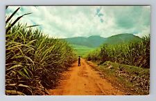 Maui HI-Hawaii, Sugar Cane Fields, Antique, Vintage Souvenir Postcard picture