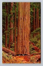 CA-California, Loggers Showing Huge Size Of Redwood Trees, Vintage Postcard picture