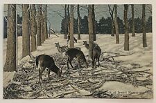 Antique Deer Greetings Postcard F. H. Phillips Lake City Minnesota 1908 picture