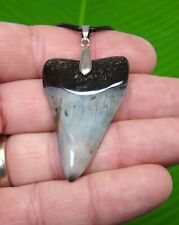 ANCESTRAL GREAT WHITE  SHARK TOOTH Necklace  - 1.84 in. - REAL FOSSIL SHARKS picture