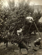 Men Picking Luscious Peaches On The Yankee Fruit Ranch, Palisade, - Old Photo picture