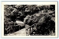 c1940's Fern Dell Griffith Park Los Angeles California CA RPPC Photo Postcard picture