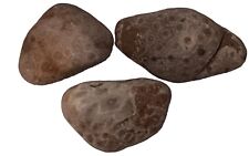 Michigan Petoskey Stones Large +1LB Unpolished Great Lakes Raw Fossilised Coral  picture