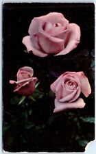 Postcard - Pink Hybrid Tea Rose - Greetings from Yulan, New York picture