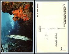 VIRGIN ISLANDS Postcard - The Great Barracuda AJ picture