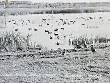 Vtg ALPENA MICHIGAN MI., Mich., RPPC Real Photo postcard Wild Fowl Sanctuary TM picture