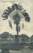 Singapore travellers palm tree vintage scenic postcard picture