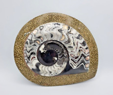 Large Cut & Polished Ammonite Madagascar Matrix Fossil 7